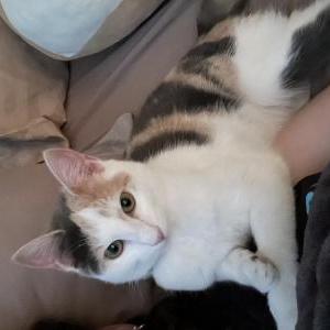 Image of Butters, Lost Cat