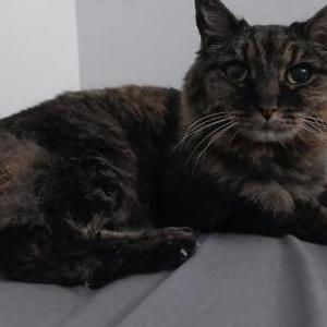 Image of Unknown, Found Cat