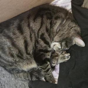 Image of Max sears, Lost Cat