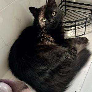 2nd Image of Whiskey, Lost Cat
