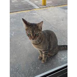Image of Unknown, Found Cat