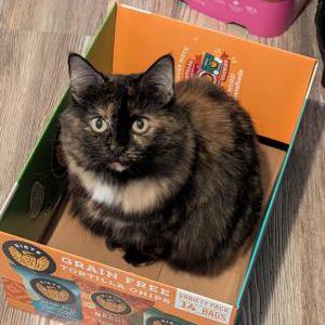 Image of Leia, Lost Cat