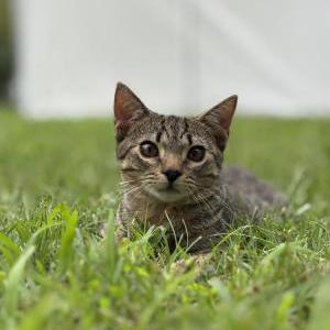Image of Oti, Lost Cat