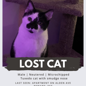 Image of Loki, Lost Cat