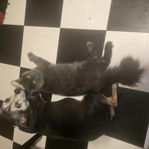 Image of Mercy, Lost Cat