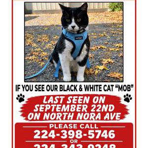 Image of Mob, Lost Cat
