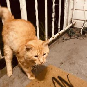 Image of Unknown, Found Cat