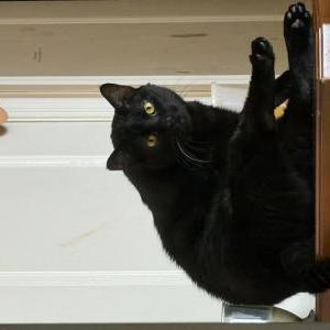 Image of Hagrid, Lost Cat
