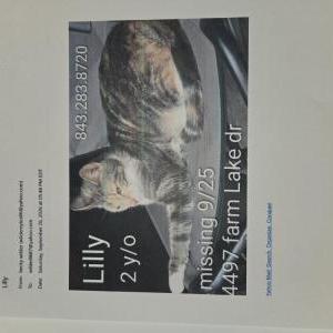 Image of Lilly, Lost Cat