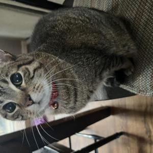 Image of Roy, Lost Cat