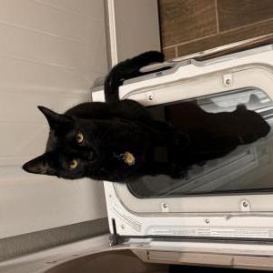 Image of Shadow, Lost Cat