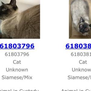Image of Unknown, Found Cat