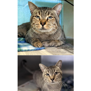 Image of Beans, Lost Cat