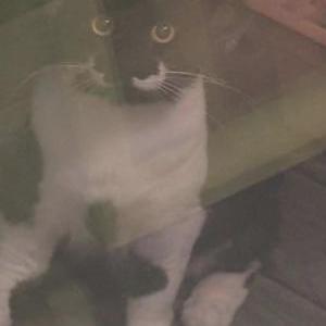 Found Cat Unknown