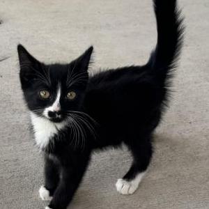 Image of Kit Kit, Lost Cat