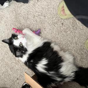 Image of Taro, Lost Cat