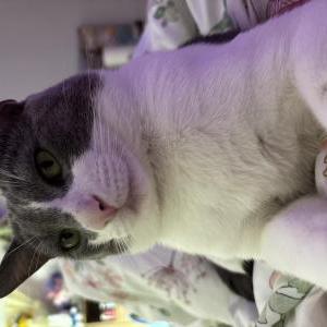 Image of Loki, Lost Cat