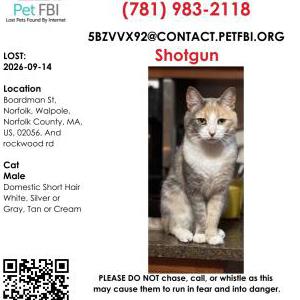 Image of Shotgun, Lost Cat