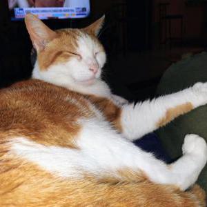 Image of Goldie, Lost Cat