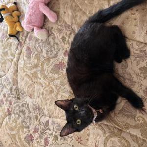 Image of Violet, Lost Cat