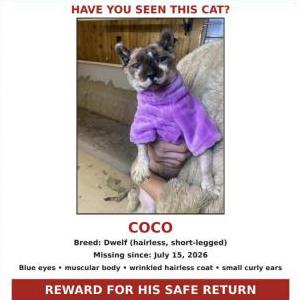Image of Coco, Lost Cat