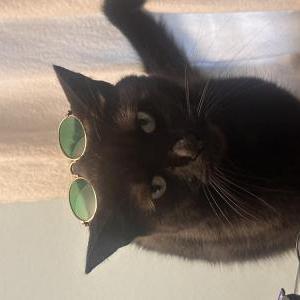 Image of Rigo, Lost Cat