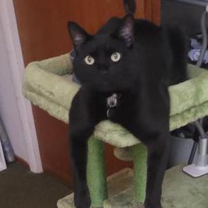 Image of Binx, Lost Cat