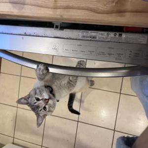 Image of Dexter, Lost Cat