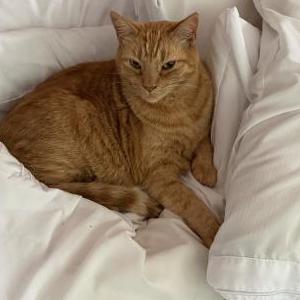 Image of Rex, Lost Cat