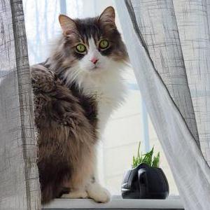 Lost Cat Roodie