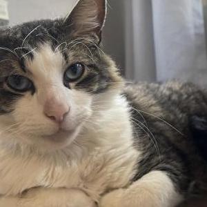 Image of Jay, Lost Cat
