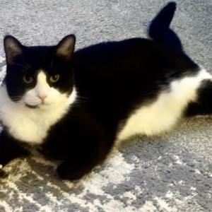 Image of Kai/monkey, Lost Cat