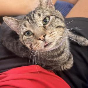 Lost Cat Cat