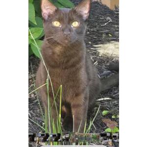 Image of Raja, Lost Cat