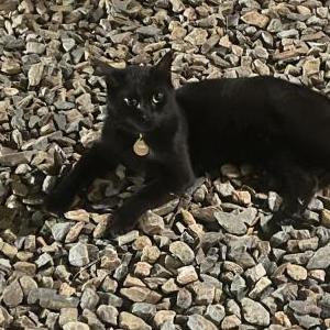 Image of Perseus, Lost Cat