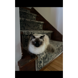 Image of Churro, Lost Cat