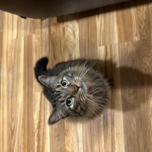 Image of Komaeda, Lost Cat