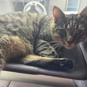 Image of Peter, Lost Cat