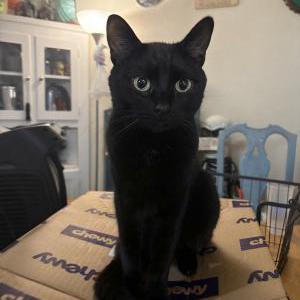 Image of Hanni coco, Lost Cat