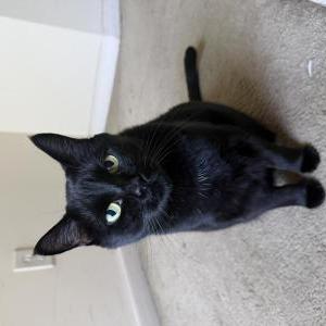 Image of Loki, Lost Cat