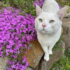 Image of Luna, Lost Cat