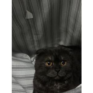 Image of Fil, Lost Cat
