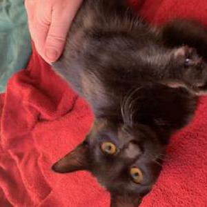 Image of Nya, Lost Cat