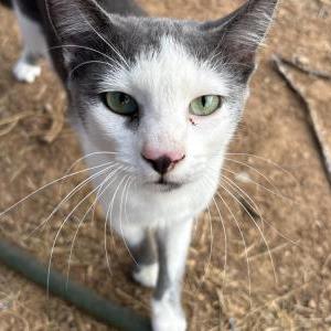 Image of Smoky, Lost Cat