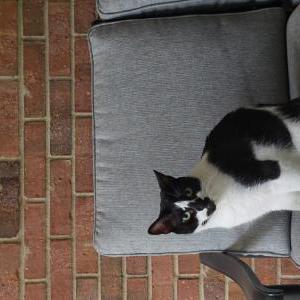 Image of Scarlet, Lost Cat