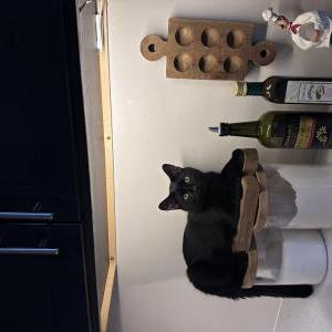 Image of kopa, Lost Cat