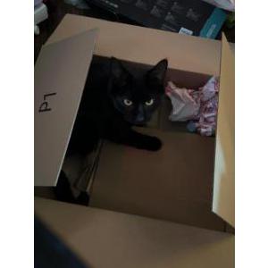 Image of Oliver, Lost Cat