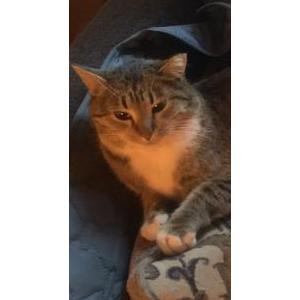 Image of Lena, Lost Cat