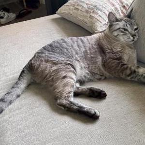 Image of Sammy, Lost Cat