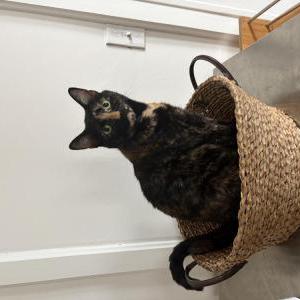 Image of Coco (bean), Lost Cat